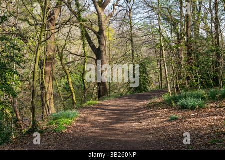 Wald am Lymm Dam bei Sonnenschein im Frühling, Cheshire, England. Stockfoto
