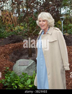 7. November 2009 – Vancouver, British Columbia, Kanada – Prinz Charles' Ehefrau CAMILLA PARKER BOWLES die Herzogin von Cornwall hinterlässt während ihres Spaziergangs durch den VanDusen Botanical Garden in Vancouver eine Baumbepflanzung und Gedenktafel. (Kreditbild: © Heinz Ruckemann/ZUMA Press) Stockfoto
