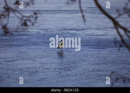 Allein auf Eis Stockfoto