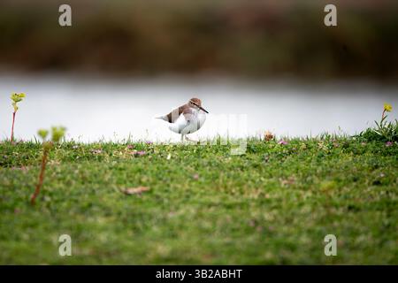 Flussuferläufer Stockfoto