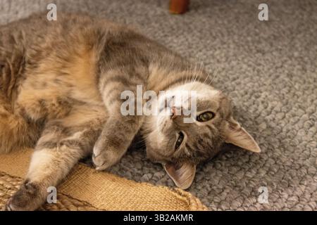 Silver Tabby Domestic Kurzhaarkatze auf der Seite Stockfoto