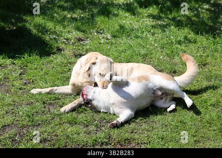 Zwei Hunde spielen im Park auf dem Gras. Nahaufnahme. Stockfoto