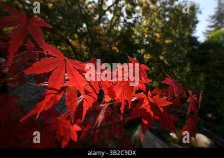 Fresno, ca. 17.11.2009 - HERBSTROTES BLUT - leuchtend farbige Blätter eines jungen japanischen Ahornbaums mit rotem Blut, dramatisch im Sonnenlicht, im Shinzen ''Friendship'' Garten im Woodward Park, Dienstagmorgen. John Walker/The Fresno Bee (Credit Image: © Fresno Bee/ZUMApress.com) Stockfoto