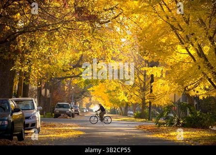 30. November 2009 – Sacramento, Kalifornien, USA – am Montag, 30. November 2009, überquert Ein Radfahrer die 22nd Street, während er von Bäumen umgeben ist, die ihre Herbstfarben zeigen. (Bild: © Sacramento Bee/ZUMApress.com) Stockfoto