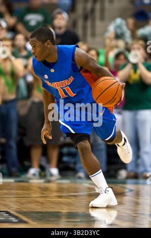 Dezember 2009 - Jacksonville, Florida, Vereinigte Staaten - 04. Dezember 2009: der Florida-Wachmann Erving Walker (11) während einer nicht-Konferenz-Aktion zwischen den Jacksonville Dolphins und den Florida Gators in der Veterans Memorial Arena in Jacksonville, Florida. Florida besiegte Jacksonville 85–67. (Bild: © Gray Quetti/Cal Sport Media/ZUMApress.com) Stockfoto