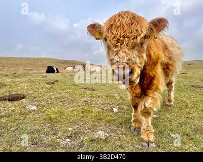 Ein Hochland-Rinderkalb auf den Mooren im Yorkshire Dales National Park mit anderen Rindern. Stockfoto