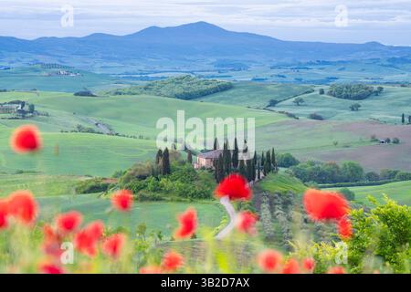 Toskanisches Bauernhaus und sanfte Hügel, eingerahmt von leuchtenden roten Mohnblumen im Vordergrund Stockfoto