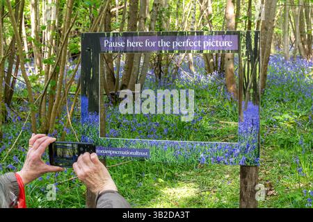 Frau, die im Frühjahr Blauglockenwälder an einem Aussichtspunkt fotografiert, Hinton Ampner Woods, Hampshire, England, Großbritannien Stockfoto