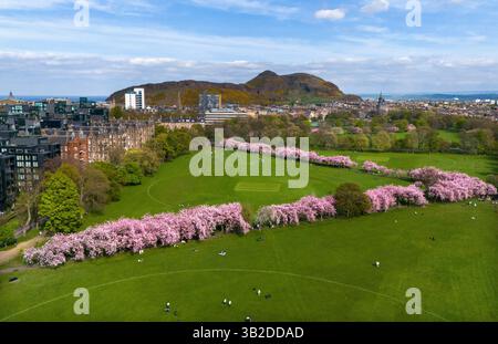 Kirschblüte in den Meadows, Edinburgh. Bilddatum: Sonntag, 27. April 2025. Stockfoto