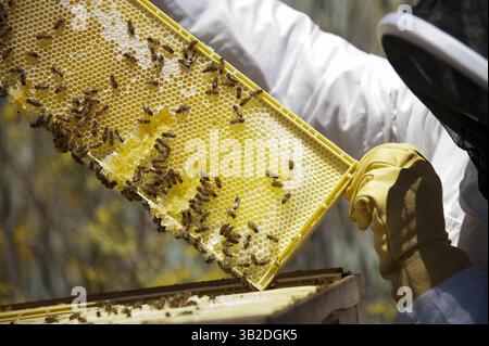 Februar 2012 - Travis Afb, CA, USA - US Air Force Tech. Sgt. Reinhard Valleau vom 60. Bauingenieur-Geschwader-Handwerker, inspiziert am 6. August 2012 einen Bienenstock auf der Travis Air Force Base, CA. Das Travis-Schädlingsmanagementteam hält die Bienenstöcke für den Bienenschutz und erntet den Honig. (Foto: © Airman 1st Class Nicole Leidholm/Planet Pix via ZUMA Wire) Stockfoto