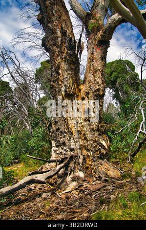 Stamm eines knorrigen alten Schneegummis (Eucalyptus pauciflora) in den Bergen des Kosciuszko National Park, New South Wales, Australien. Stockfoto