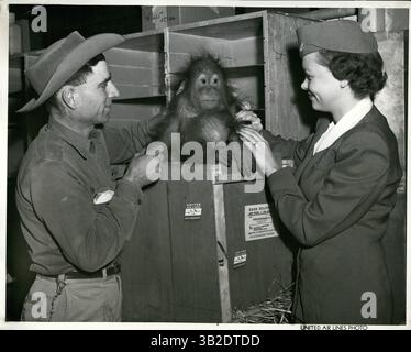 2. März 2012: Der jüngste Bewohner eines malayischen Dschungels ist über United Air Lines in Denver angekommen. Er sieht aus wie ein weiser alter Mann, statt wie ein Baby-Orang-Utan. Das Empfangskomitee besteht aus Stewardess Gwen Meister und Cliff Myers vom Cheyenne Mountain Zoo in der Nähe von Colorado Springs. (Bild: © Keystone Pictures USA/ZUMAPRESS.com) Stockfoto