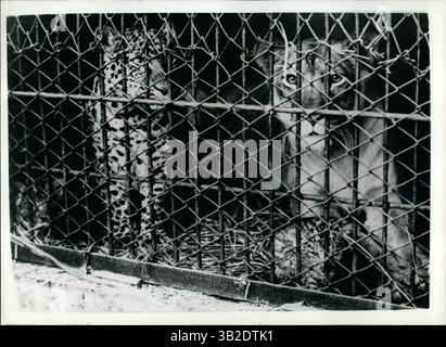 MÄRZ 2012 – EINFÜHRUNG DER WELTWEIT ERSTEN „LEOPONS“. „MADE IN JAPAN“. Zum ersten Mal in der Welt - den Tierpflegern im Hanahin Park Zoo in der Nähe von Osaka - ist es Japan gelungen, einen LEOPARDEN und eine LÖWIN zu paaren - und zwei Leopardenlöwen sind geboren - geknetet als Leopona. Zuvor wurden Löwen und Tiger gepaart, um „Ligers“ zu produzieren; eine Löwe und ein Tiger, die „Tiger“ produzieren; und es gab einen Löwen und eine Leopardenlose vereinigung mit der Produktion von „Liparde“. Der leppard mit dem Namen „KOSHIO“ ist 4 Jahre und 9 Monate alt und stammt aus Hagenbaoh Menagerie Deutschland - während „SONOKO“ der l Stockfoto
