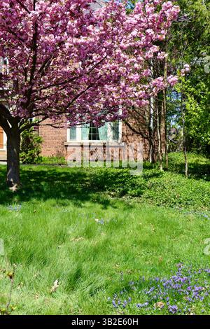Haus versteckt von einem großen blühenden Magnolienbaum auf der Lake Avenue in Lakewood westlich von Cleveland, Ohio Stockfoto