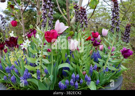 Tulpen und Hyazinthen in großen Töpfen während des Arbor Day am 24. April 2025 im Cleveland Botanical Garden Stockfoto