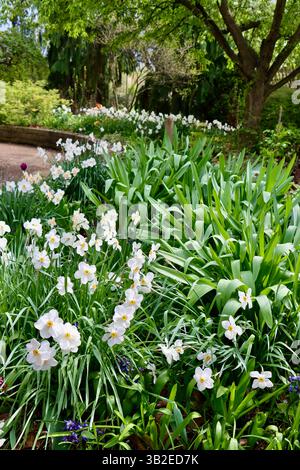 Narzissen Fasanenauge in Blüte. Arbor Day 24. April 2025 im Cleveland Botanical Garden Stockfoto