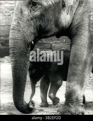 1962 - das ist mein Baby: die ersten Elefanten leben in Großbritannien geboren werden ist im Chester Zoo wo ist es von den anderen Elefanten in der Verbindung nicht nur von seiner Mutter Cossetted. Chester ist eine der einzigen Zoos Welt wohin alle Elefanten freigesetzt, führte leider zu den Tod von Vater des Kindes im vergangenen Jahr als Nobby, eine patzige Erwachsene auf Musth (wenn Elefanten Beserk gehen) erschossen werden musste, wenn er entkam. Das Baby so weit ist, ruhig, offen und Gehorsam, und Mama ist wie alle Frauen zu ihr, er ist der weltweit beste Baby. (Kredit-Bild: © Keystone Bilder USA/ZUMAPRESS.com) Stockfoto