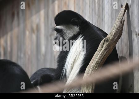 Ein östlicher schwarz-weißer Kolobus-Affe in der Sonne im Londoner Zoo Stockfoto