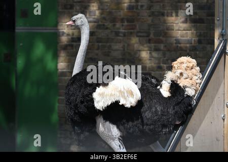 Ein männlicher Strauß in der Sonne im Londoner Zoo Stockfoto