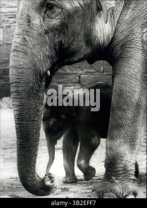 1962 - das ist mein Baby: die ersten Elefanten leben in Großbritannien geboren werden ist im Chester Zoo wo wird nicht nur von seiner Mutter, sondern auch durch die anderen Elefanten in Verbindung cossetted ist. Chester ist eine der einzigen Zoos der Welt, wohin alle Elefanten, freigesetzt, die leider bis zum Tod des Kindes Vater letztes Jahr bei Nobby, eine patzige Erwachsenen En Musth (wenn Elefanten Beserk führte gehen), erschossen zu werden, wenn er entkam. Das Baby ist so weit zugänglich, ruhig und Gehorsam. und Mama ist wie alle Frauen - für sie ist er der weltweit besten Baby. (Kredit-Bild: © Keystone Bilder USA/ZUMAPRESS.com) Stockfoto