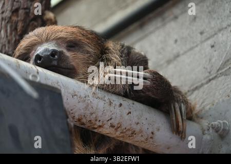 Ein Linnes Faultier schläft im Londoner Zoo Stockfoto