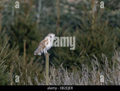 Eine atemberaubende Scheuneneule (Tito Alba), die auf einem Pfosten sitzt und in der Weihnachtsbaumplantage des Bauern nach Essen sucht. Suffolk, Großbritannien Stockfoto