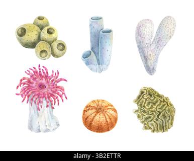 Set von Algen, Unterwasserpflanzen in Rosa, Lila und Grün, handgezeichnete Aquarellillustration. Korallen und seeanemon. Coral Reef Objekt, Pflanze. Meer Stockfoto