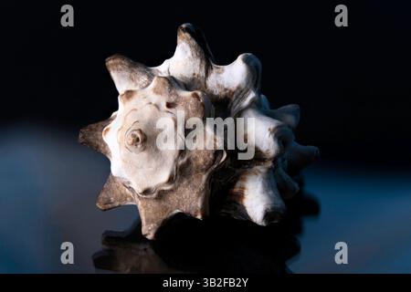 Muscheln auf schwarzem Hintergrund mit blauen Markierungen Stockfoto