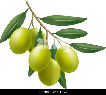 Realistischer grüner Olivenzweig Stock Vektor