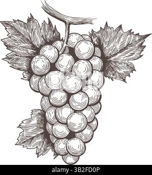 Retro-Gravur Traubenstraube Stock Vektor