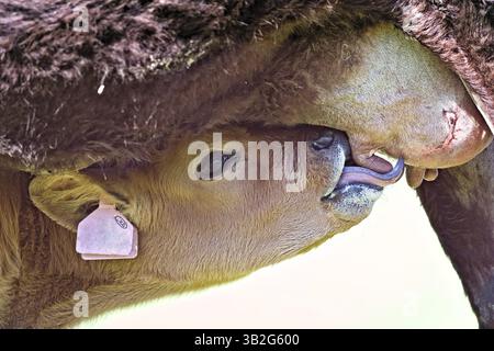 Das Kalb trinkt Milch vom Euter der Mutterkuh. Stockfoto