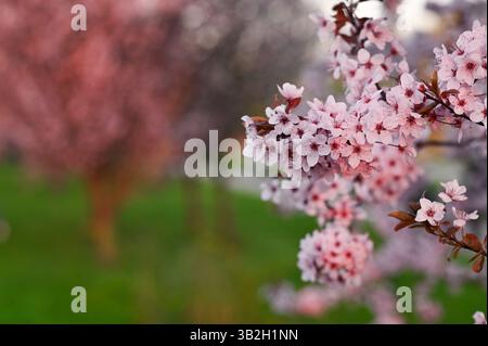 Sargents Kirschblüte in voller Blüte. Repräsentieren Sie die vergängliche Schönheit des Frühlings mit zarten rosa Blüten und frischem Grün. Wunderschönes abstraktes Japane Stockfoto