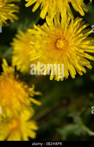Löwenzahnblume in der Sonne. Credit ; Tracy Daniel/Alamy Stockfoto