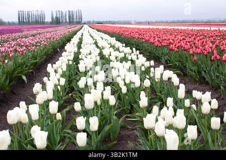 Viele farbenfrohe Tulpen auf Feldern im Frühling. Tulpen werden in Reihen nach Sorten angebaut. Tulpenplantage in Weißrussland. Stockfoto