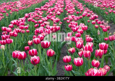 Im Frühling gibt es viele zweifarbige Tulpenblüten. Tulpen purpurrote Blüte. Stockfoto