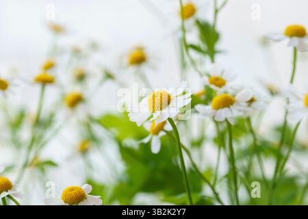 Schöne Fotos von Gänseblümchen, Gerberas auf hellem Hintergrund, Kamillennähe, Blumenstrauß von Gänseblümchen Stockfoto