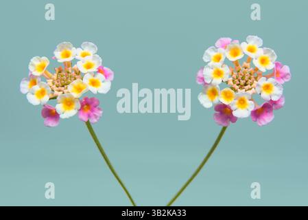 Wunderschöne Lantana Camara Blume isoliert auf türkisfarbenem Hintergrund. Stockfoto