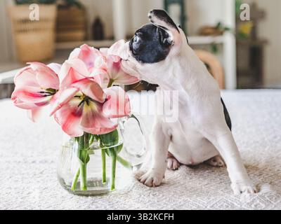 Niedlicher Welpe, heller Tulpenstrauß, der in einer Vase auf einem Tisch am Fenster im Wohnzimmer steht. Studio-Aufnahme. Klarer, sonniger Tag. Nahaufnahme, drinnen. Stockfoto