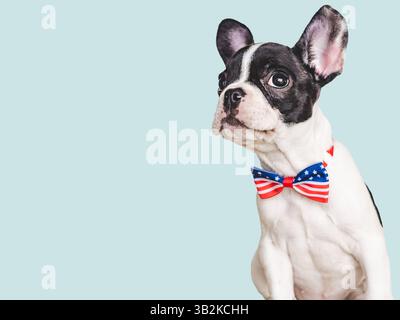 Charmantes Hündchen und eine Fliege in den Farben der amerikanischen Flagge. Nahaufnahme, drinnen. Isolierter Hintergrund. Studioaufnahme. Glückwunsch für die Familie, Liebes Stockfoto