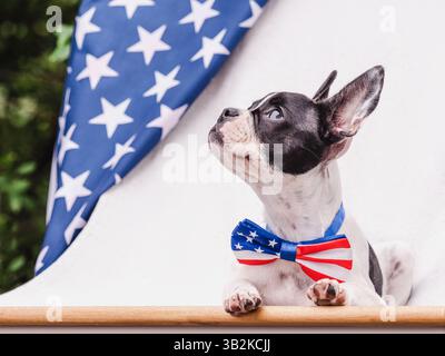 Charmantes Hündchen, Fliege in den Farben der amerikanischen Flagge und grüne Bäume. Nahaufnahme, Outdoor. Herzlichen Glückwunsch für Familie, Lieben, Freunde und Col Stockfoto