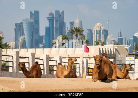 Der Kamelmarkt am Souq Waqif in Doha, Katar Stockfoto