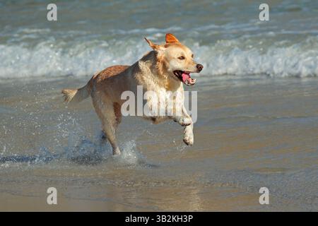 Ich habe den Golden Retriever verlassen, der am Strand lief und spielte Stockfoto