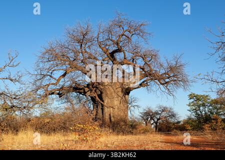 Großer Baobab-Baum (Adansonia digitata) in der Savanne während der Trockenzeit, Provinz Limpopo, Südafrika Stockfoto