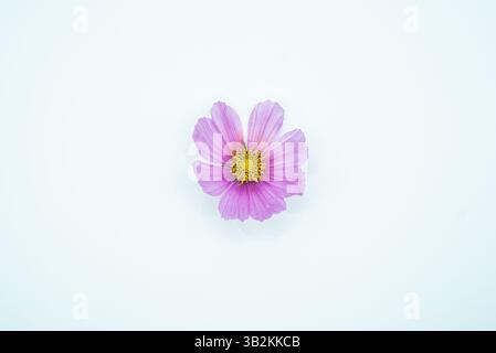 Rosafarbene Kosmo-Blume auf weißem Hintergrund Stockfoto