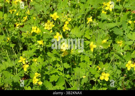 Gelbe Blüten von Grosscelandine (Chelidonium majus), Mohnfamilie (Papaveraceae). Dutch Garden, April, Niederlande. Stockfoto