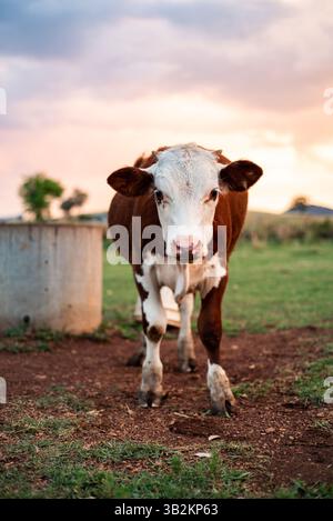 Hereford steuert auf der Weide Stockfoto