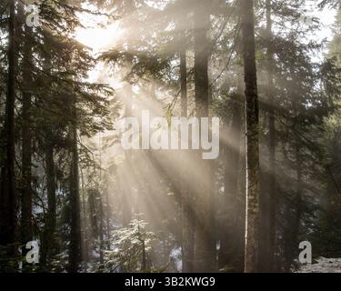 Sonnenlicht strömt durch das dichte Baldachin und schafft in den frühen Morgenstunden eine mystische Atmosphäre in einem ruhigen Wald. Nebel hängt in der Luft, en Stockfoto
