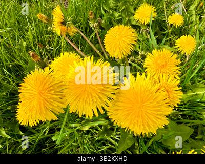 Löwenzahn wächst auf dem englischen Land. Stockfoto