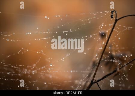 Tautropfen auf einem Spinnen-Netz Stockfoto