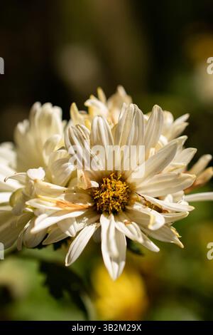 chrysanthemenblume im Garten Stockfoto